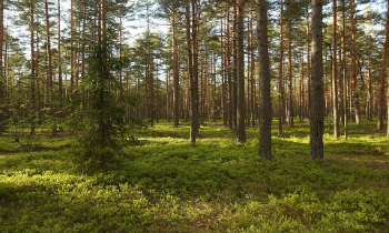Забота о лесе – по новому плану