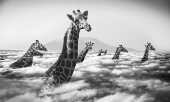 Акуна матата: фотограф запечатлел реальную жизнь диких животных