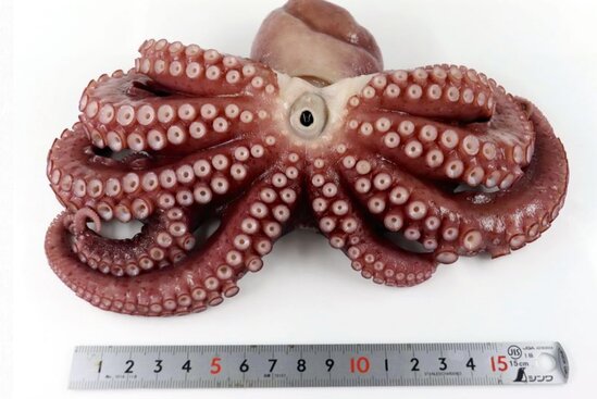 Аномальные щупальца осьминога