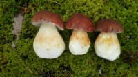 Охота на грибы в Ленобласти открыта