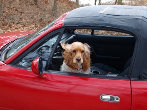 Пьяный водитель посадил собаку за руль
