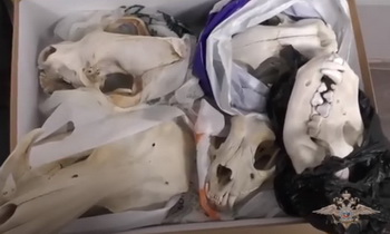 МВД опубликовало видео изъятия похищенных из Зооинститута черепов