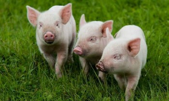 Борьба с африканской чумой свиней: прибыли и убытки фермеров Ленобласти