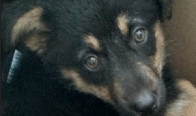 14 собак забрали у горе-хозяина в Тосно