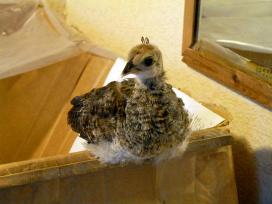 Птенец павлина фото как выглядит