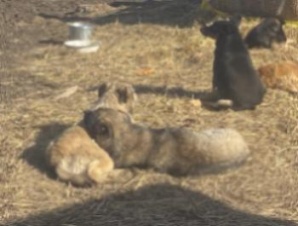 У питомцев «Островка надежды» появилась надежда на нормальную жизнь