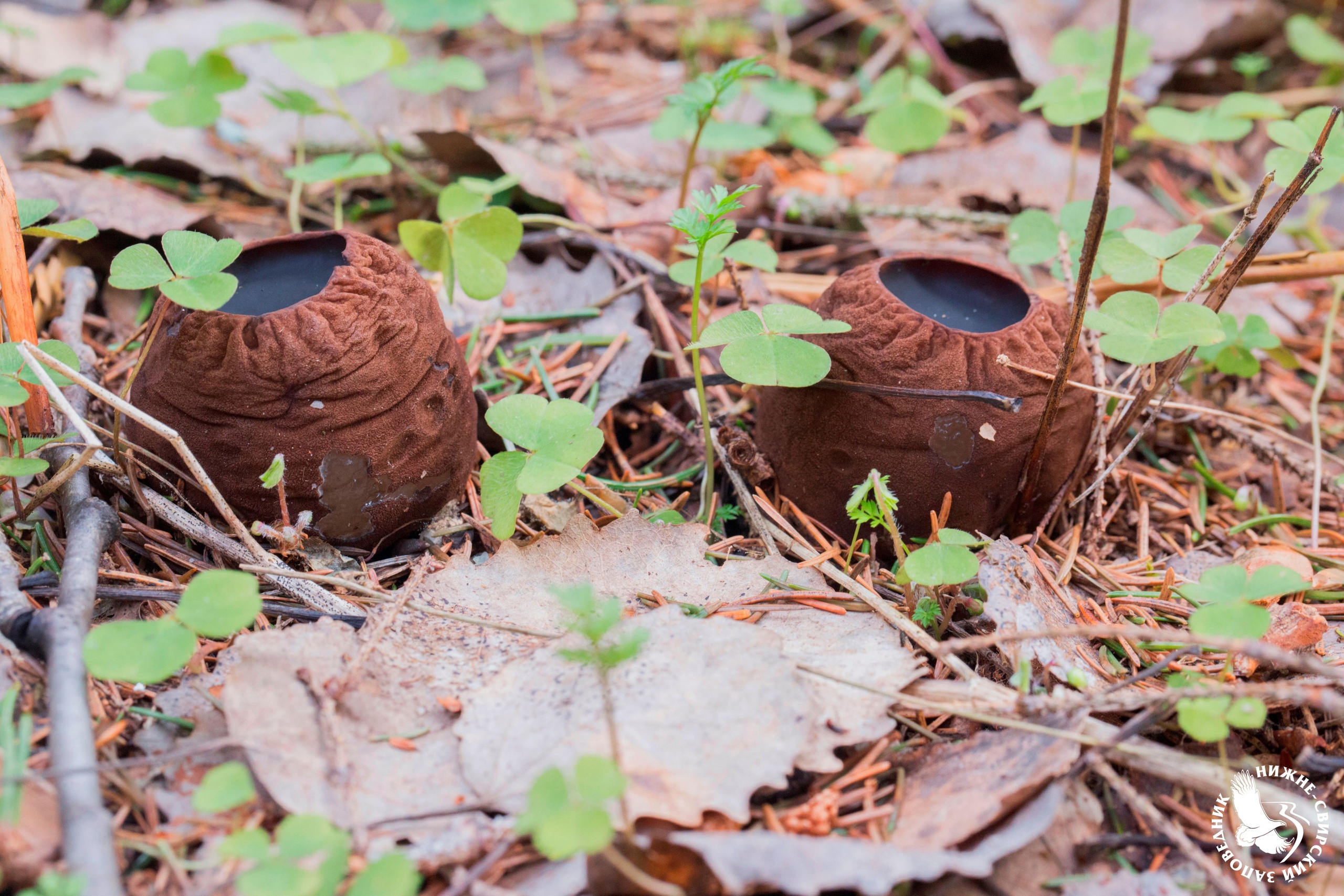 «Лесной кулачок» – самый редкий гриб