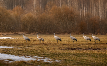 Длинноногие красавцы возвращаются с южных курортов