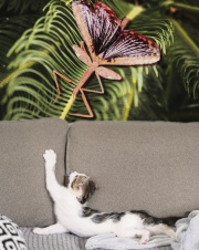 Насекомое-«привидение» размером с кошку