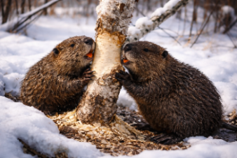 Бобры среди нас, или Главное – хвост …и острые зубы