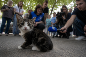 Детектив на улице Костюшко: загадочная история одного котенка