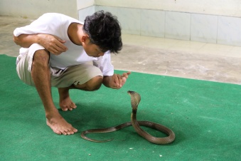 Восьмилетний мальчик закусал ядовитую змею до смерти