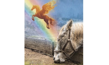 Самый старый конь ускакал на радугу