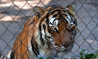 В зоопарке тигр откусил ребенку палец