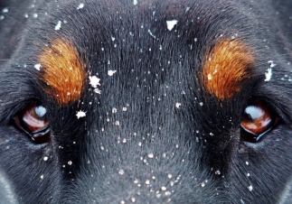 Маленький любимый уродец