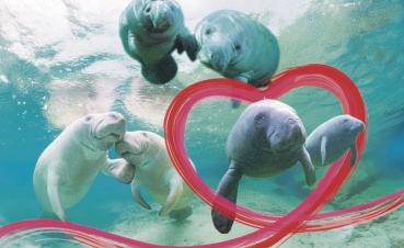 Не мешайте ламантинам – у них любовь!