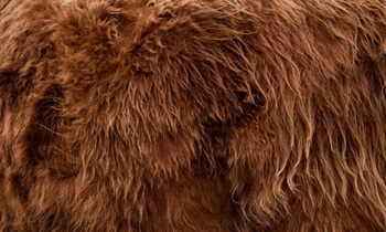 «Я позарилась на шубу!»