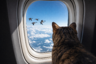 44 тысячи домашних питомцев побывали в небе в 2025 году