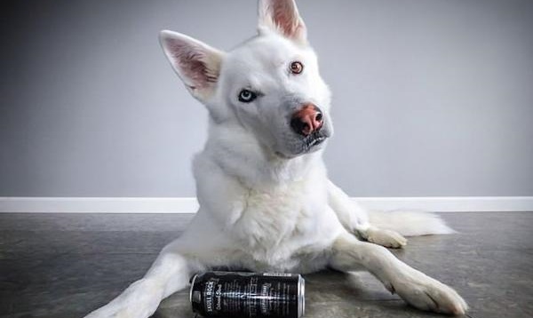 Канадец научил собаку приносить пиво из холодильника