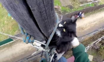 Как кота Фреда лазать учили или Чудесное спасение кота со столба