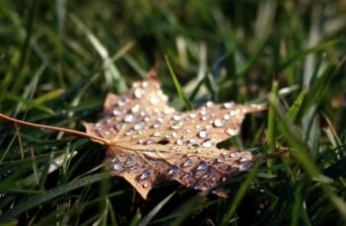 Время дождиков осенних. Прогноз погоды по СПб и Ленобласти