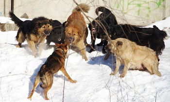 В Улан-Удэ собаки едва не растерзали ребенка, который возвращался из школы
