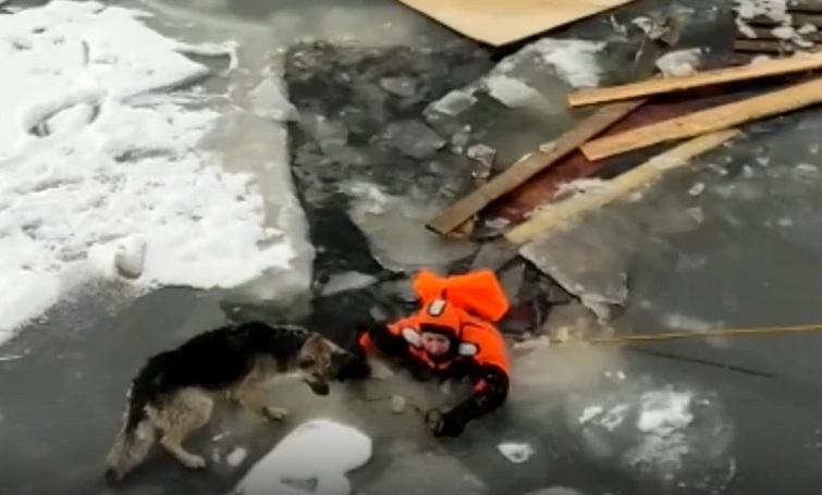 ВИДЕО: девушка спасла собаку, застрявшую на льдине