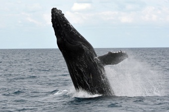 Чудо-юдо рыба-кит громким голосом кричит…