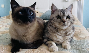 Два кота – пара