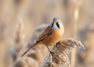 Водяной «воробей», усатая «синица» и зимний «соловей»