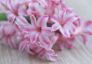 Пока еще лето, но скоро весна: время высаживать весеннецветущие луковичные