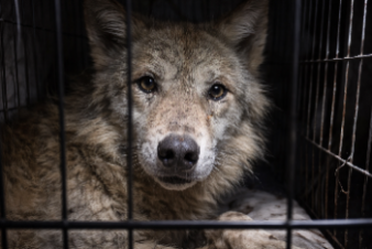 ﻿Человек волку…друг