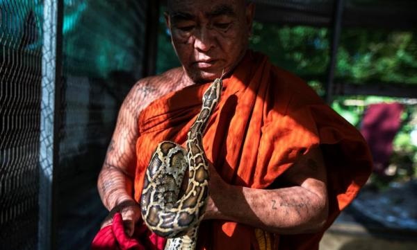 Буддистский храм полон змей