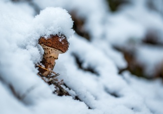 «Это новый рекорд»: леса Ленобласти преподнесли грибникам неожиданный подарок