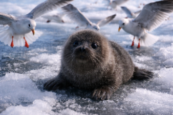 Пушистый «подарок» к 8 Марта