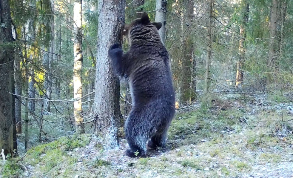 Медведь попал на видео