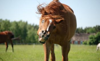 Полиция задержала хозяина лошади, напавшей на пенсионерку