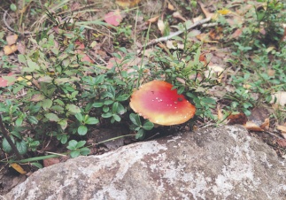 В саду и на грядке: что надо не забыть сделать в начале осени