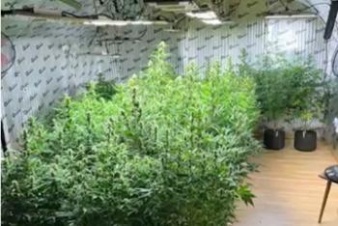 Житель Мшинского выращивал в доме коноплю