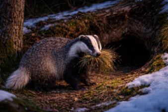 Идеальная хозяйка: проснулась – и за уборку, или кто в лесу хозяин-барин