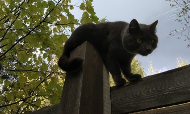 Кот в дозоре на заборе