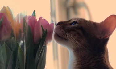 Кошки – цветы жизни