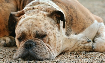 «Хорошо, когда и у собаки на склоне лет есть опора»