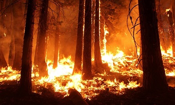 Защитим лес от огня!