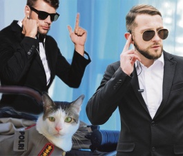 Заслужил ли кот эскорт?