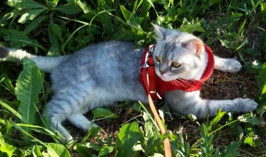 «Кошки нежатся на солнце»: Объявляем финал фотоконкурса