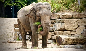 «И слоны, и киты, и ракеты!»