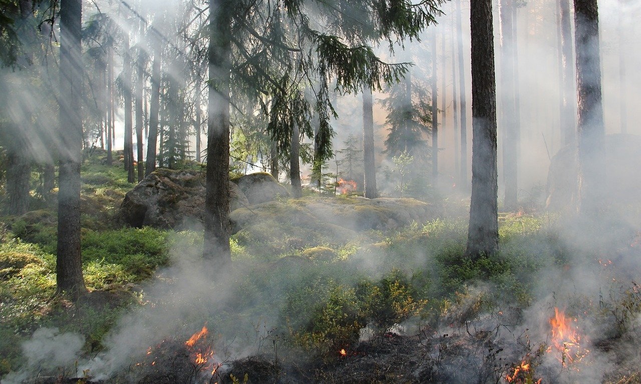 Берегите лес от пожара