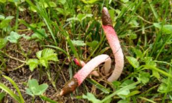 Гриб, похожий на змею, обнаружили в Лодейнопольском районе