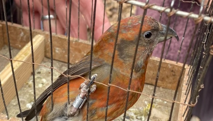 18 певчих птиц изъяли у петербуржца инспекторы Росприроднадзора